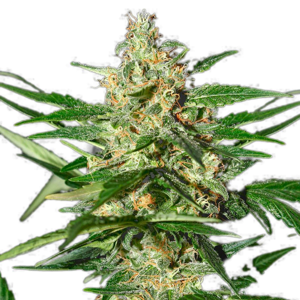 Green House Seed Co. - Damnesia Autoflowering - 1