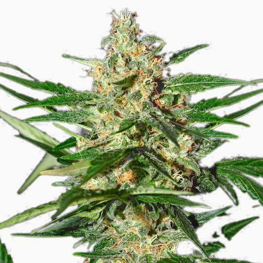 Green House Seed Co. - Damnesia Autoflowering - 1