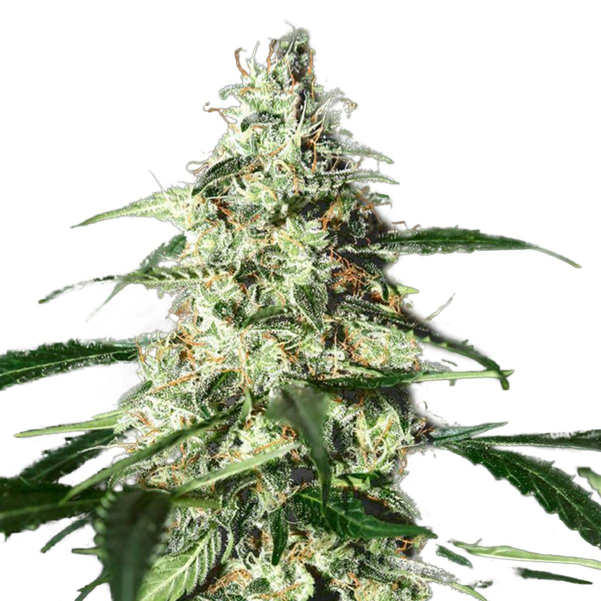 Green House Seed Co. - Skunk Autoflowering - 1