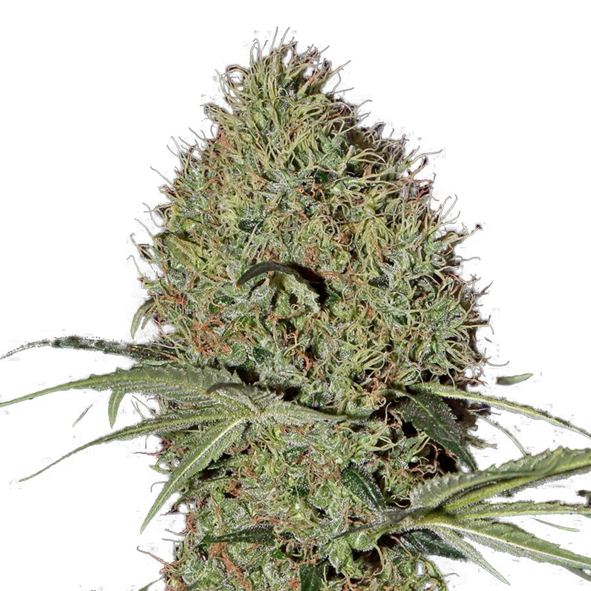Green House Seed Co. - Super Bud Autoflowering - 1