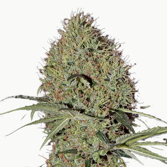 Green House Seed Co. - Super Bud Autoflowering - 1