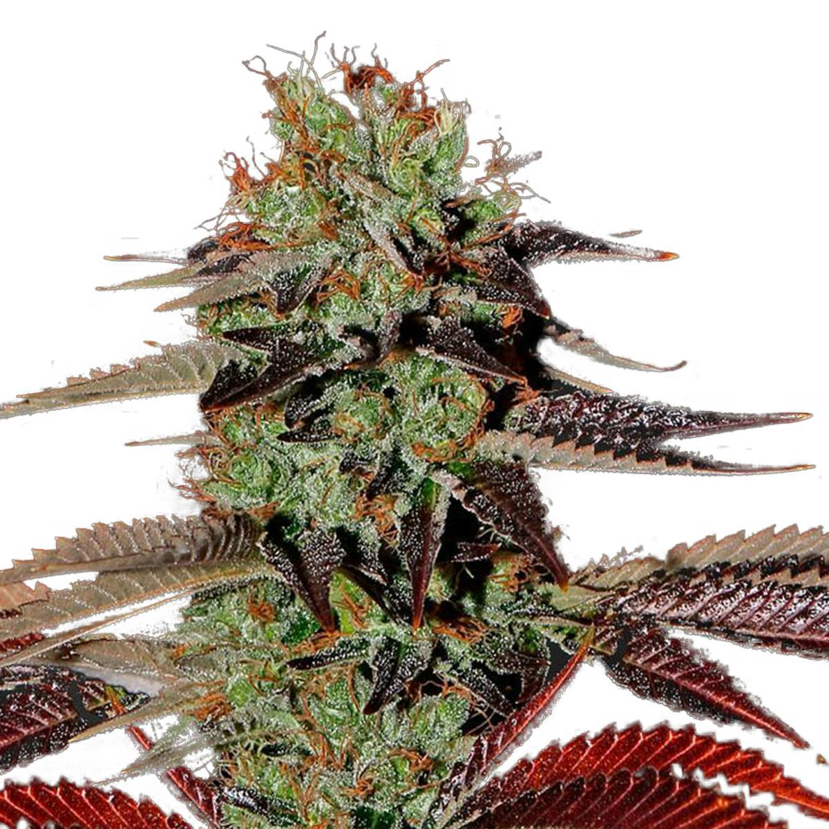 Green House Seed Co. - King’s Kush Autoflowering - 1