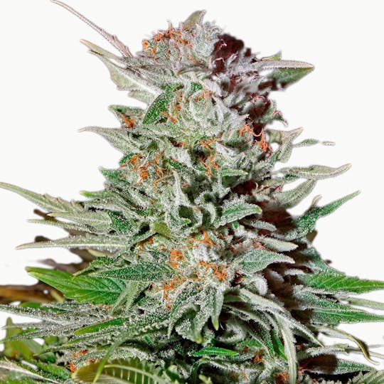 Green House Seed Co. - Super Lemon Haze Autoflowering - 1