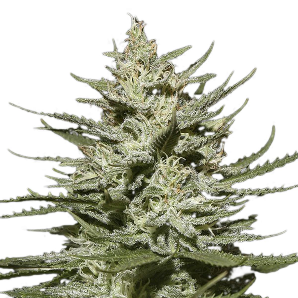 Green House Seed Co. - The Church CBD - 1