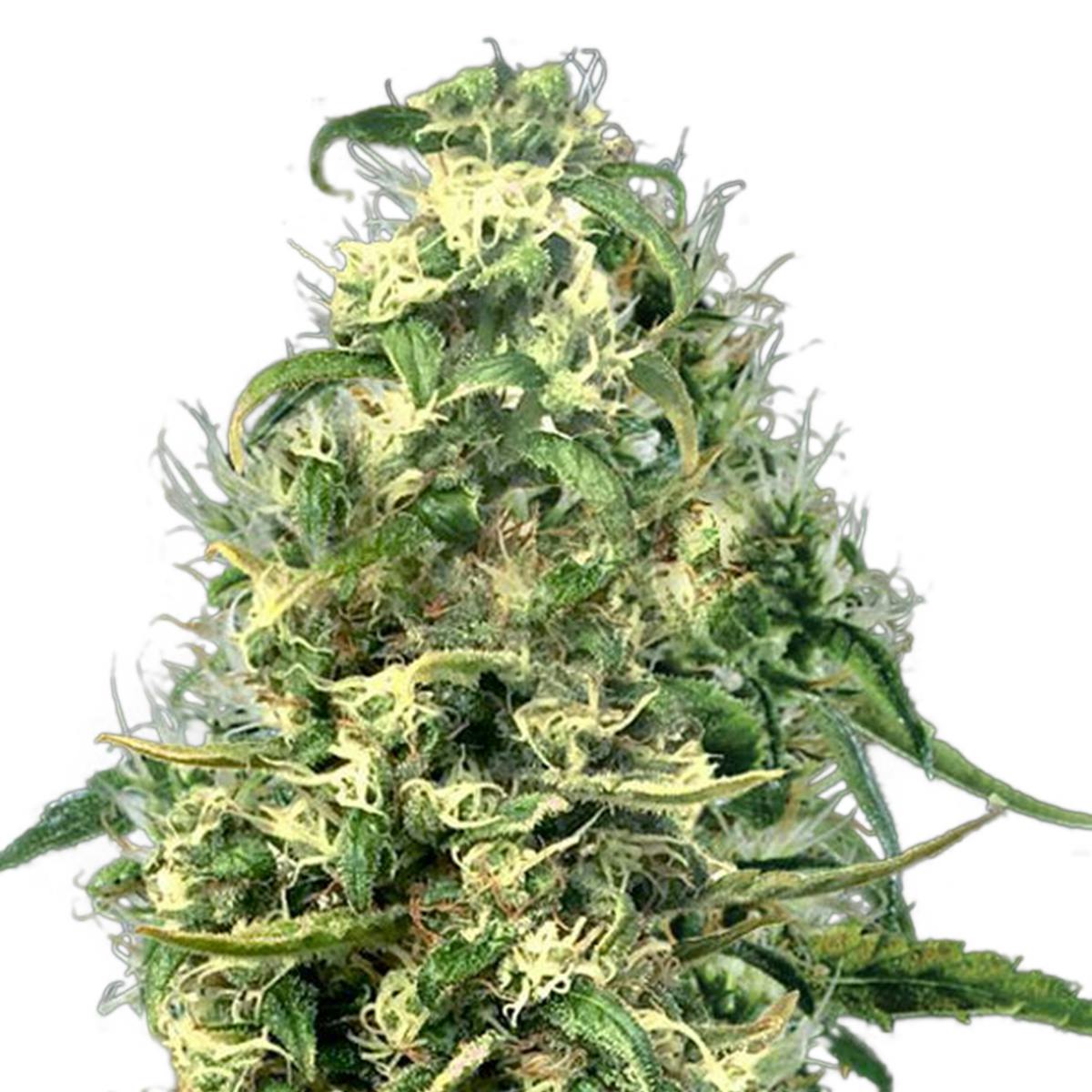 Green House Seed Co. - Super Silver Haze CBD - 1