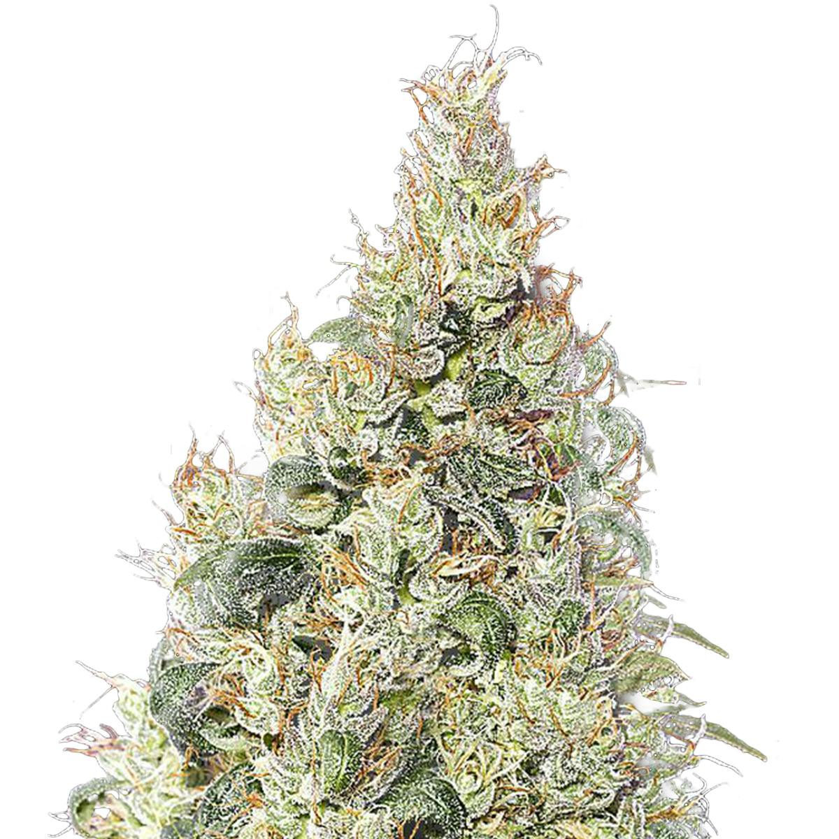 Green House Seed Co. - Great White Shark CBD - 1