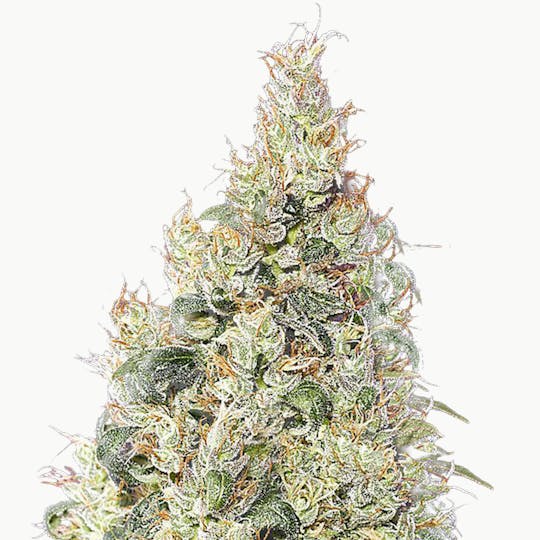 Green House Seed Co. - Great White Shark CBD - 1