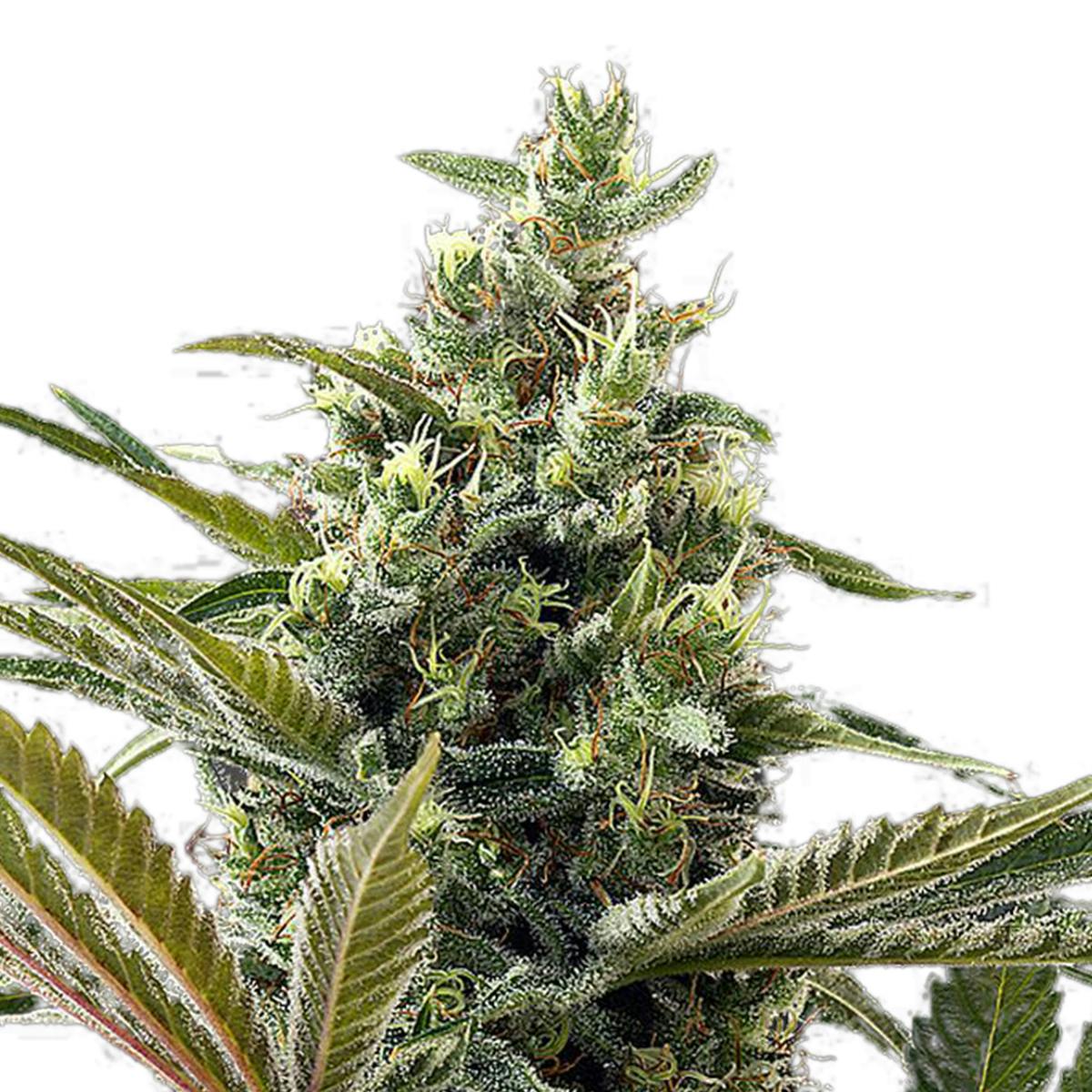 Green House Seed Co. - Super Lemon Haze Autoflowering CBD - 1