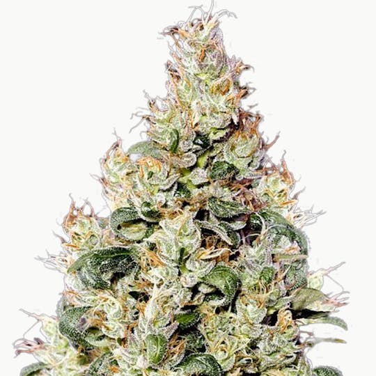 Green House Seed Co. - Exodus Cheese Autoflowering CBD - 1