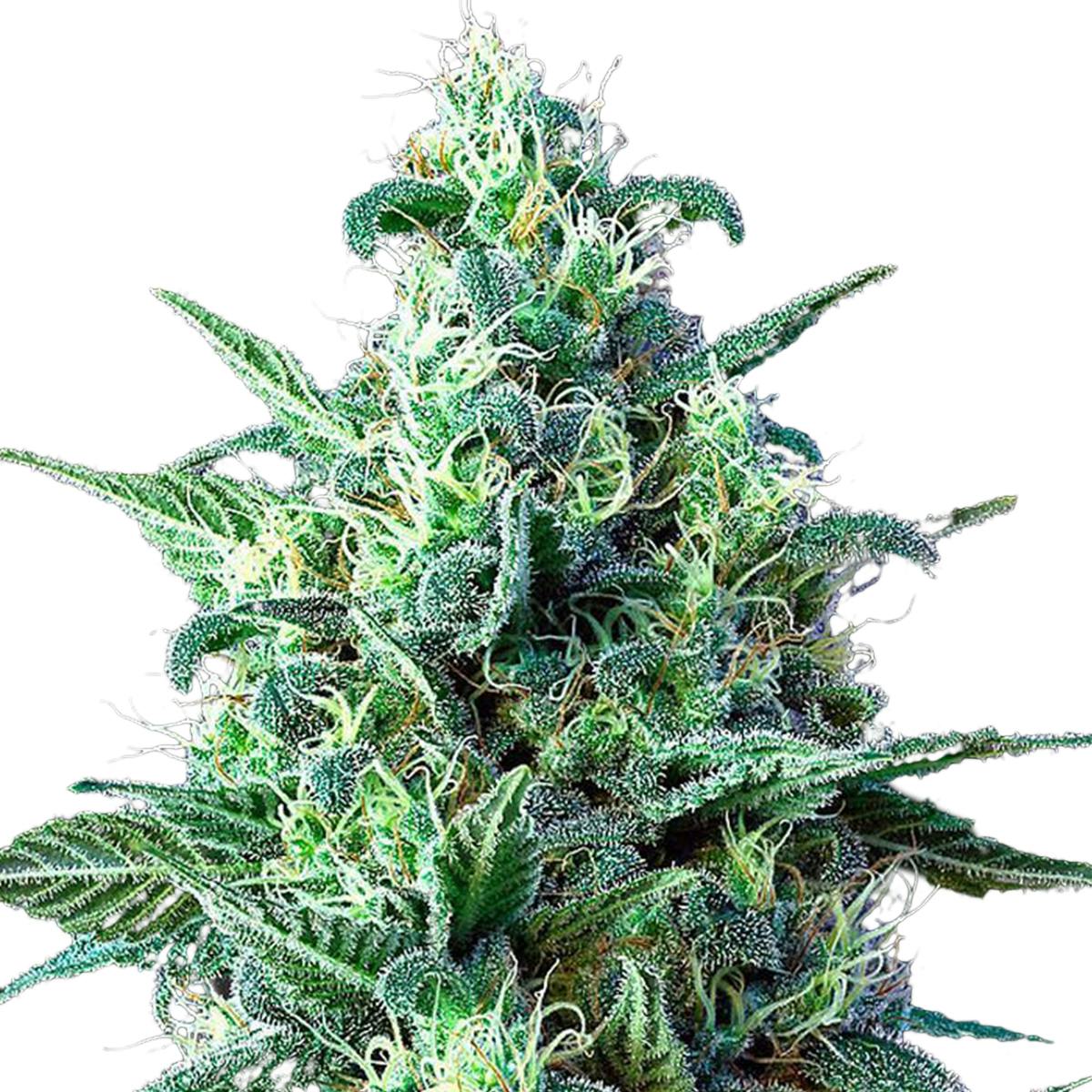 Green House Seed Co. - White Widow Auto CBD - 1