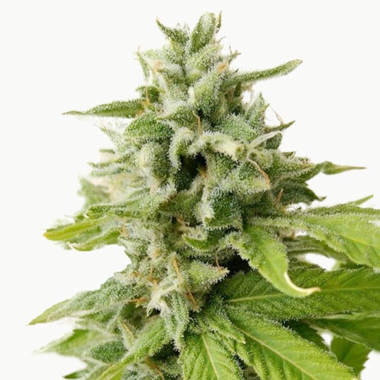 Holy Smoke Seeds - Chem Toffees - 1