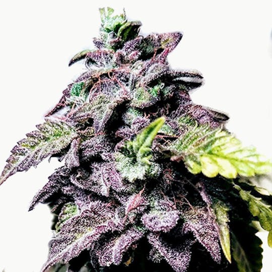 Holy Smoke Seeds - London Cookies - 1