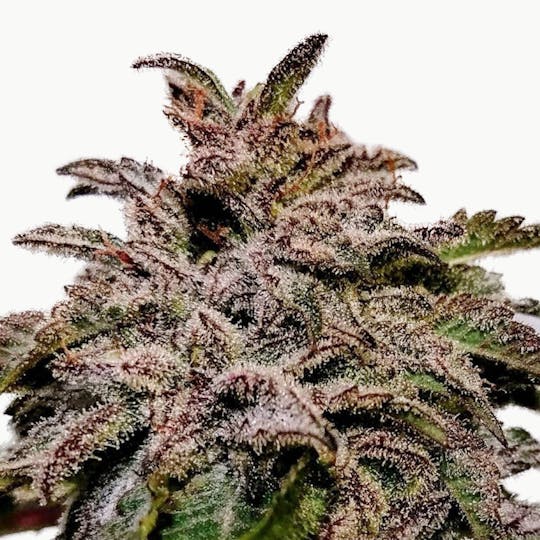 Holy Smoke Seeds - Special Needs - 1