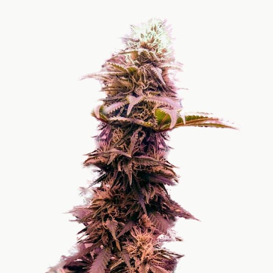 Holy Smoke Seeds - Banana Diesel - 1