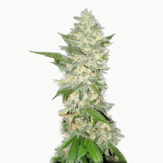 Holy Smoke Seeds - Kong - 1