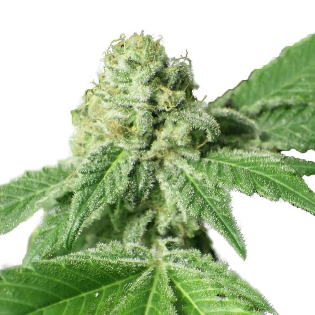 Dr Underground - Black Jesus OG - 1