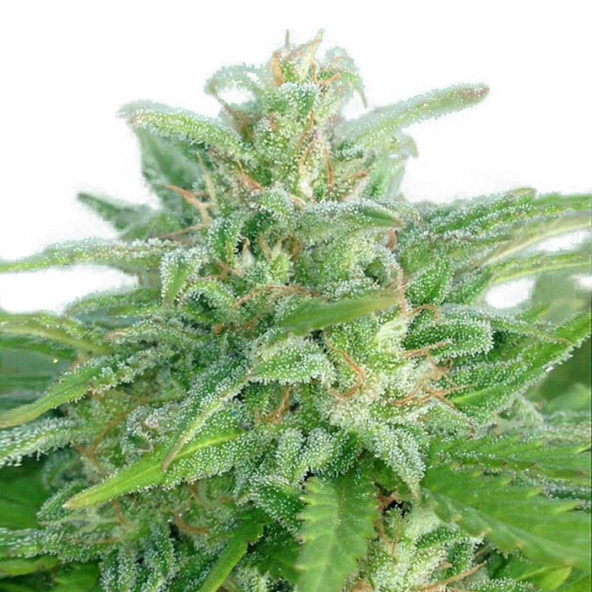 Dr Underground - Brooklyn Mango - 1