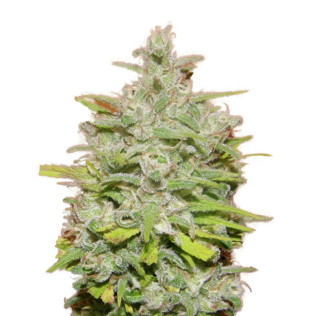 Dr Underground - Crystal Meth - 1