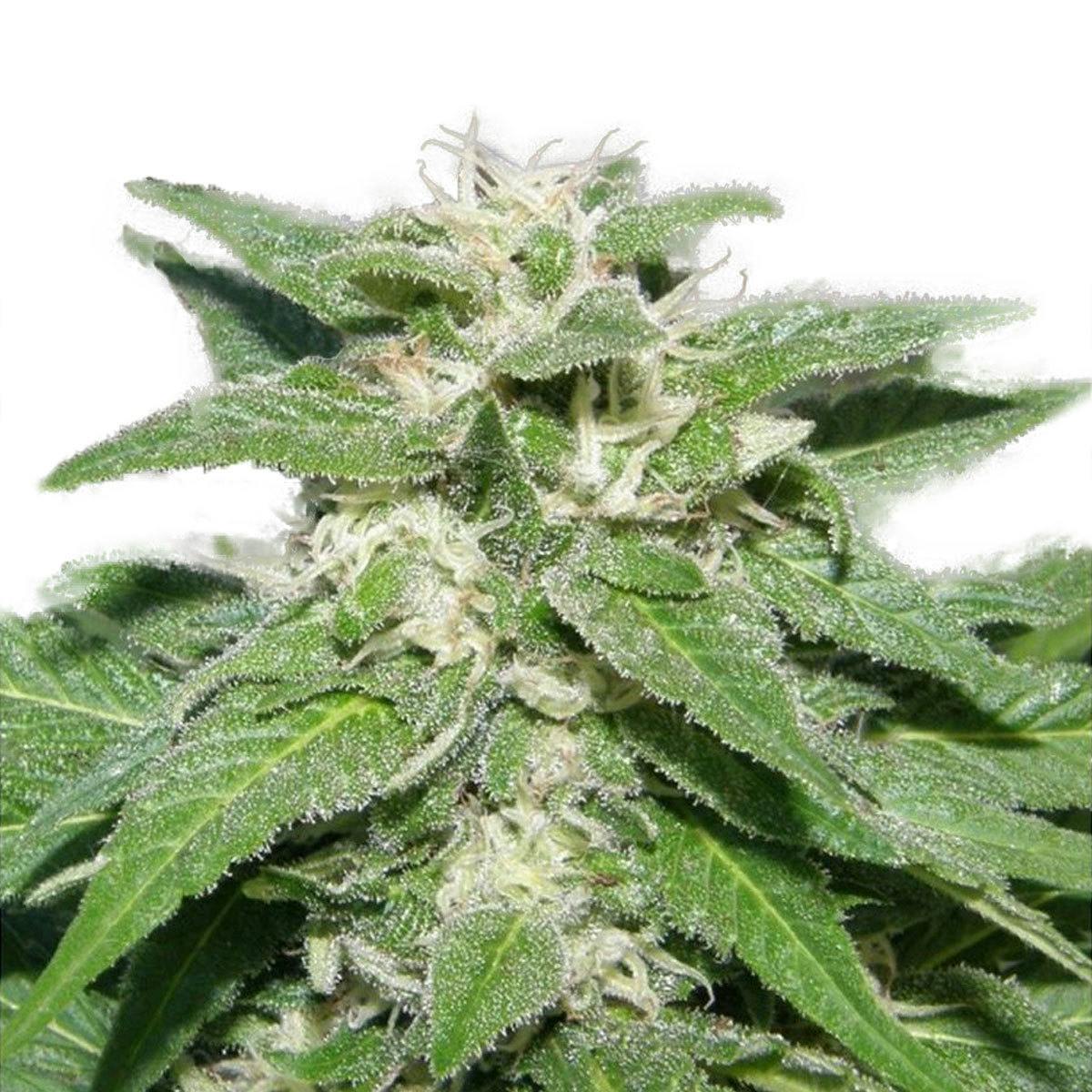 Dr Underground - Kong 47 - 1