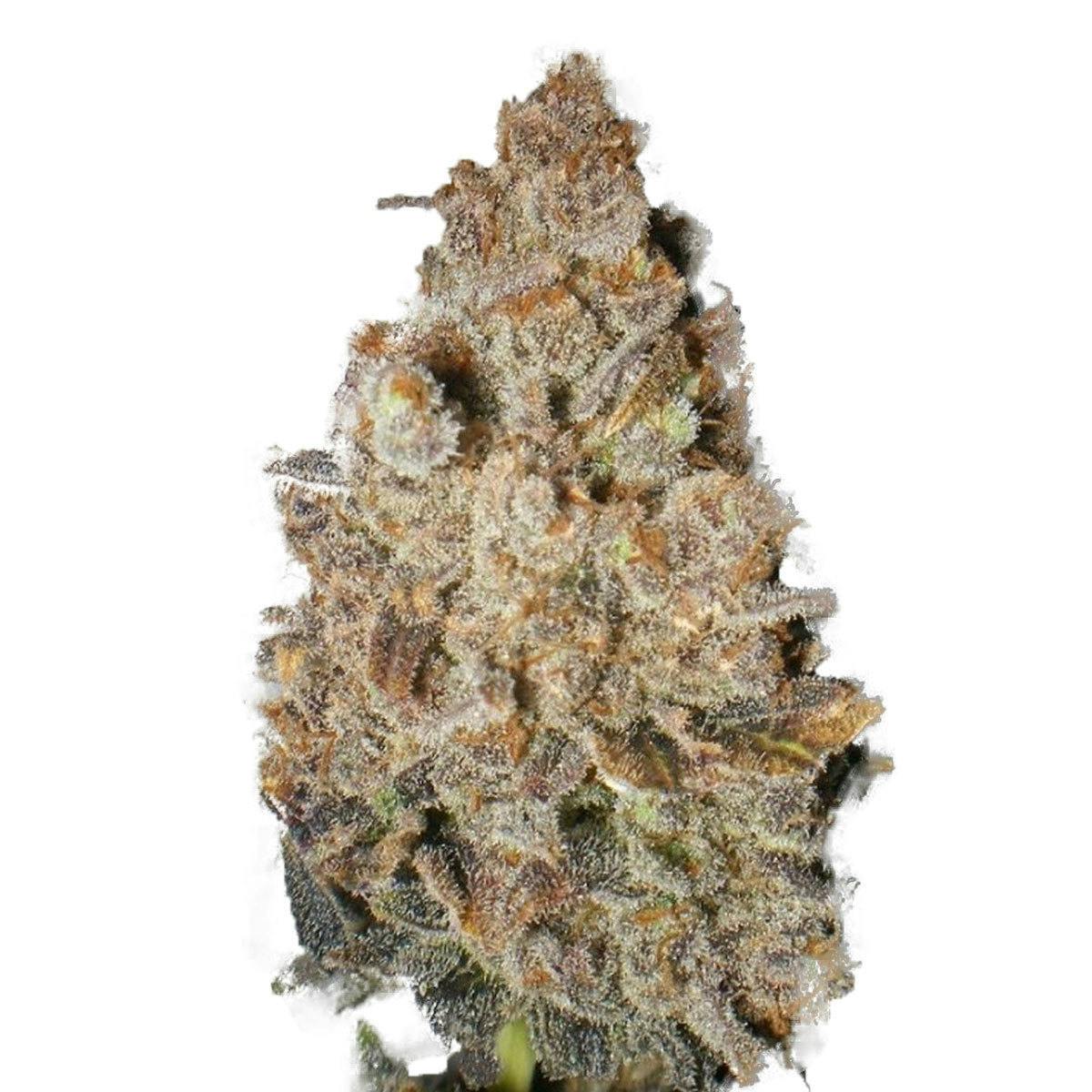 Dr Underground - Melon Gum - 1
