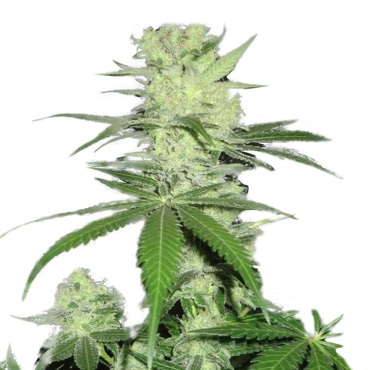 Dr Underground - King Kong - 1