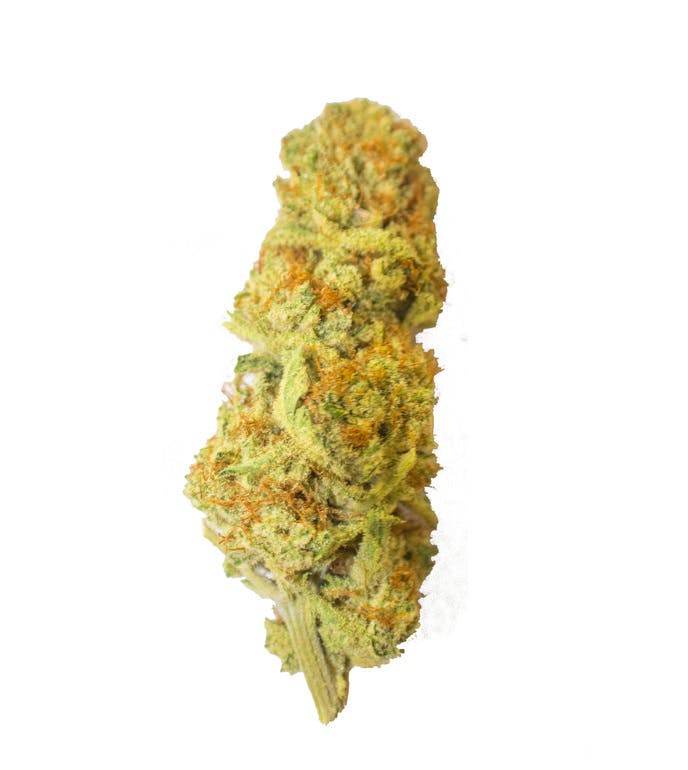 Aurora Blaze - Harlequin CBD - 1