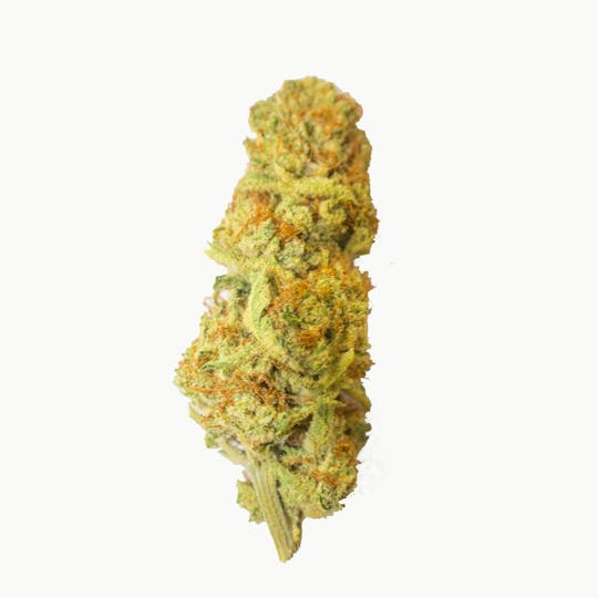 Aurora Blaze - Harlequin CBD - 1