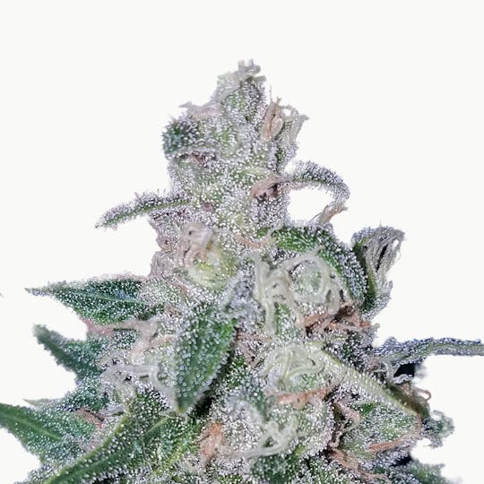 North Road Buds - Amnesia Haze - 1