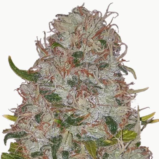 North Road Buds - Super Silver Haze - 1