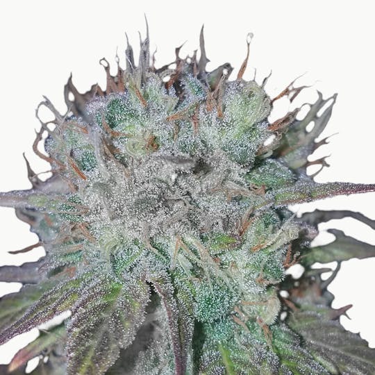 North Road Buds - Girl Scout Cookies Extreme - 1