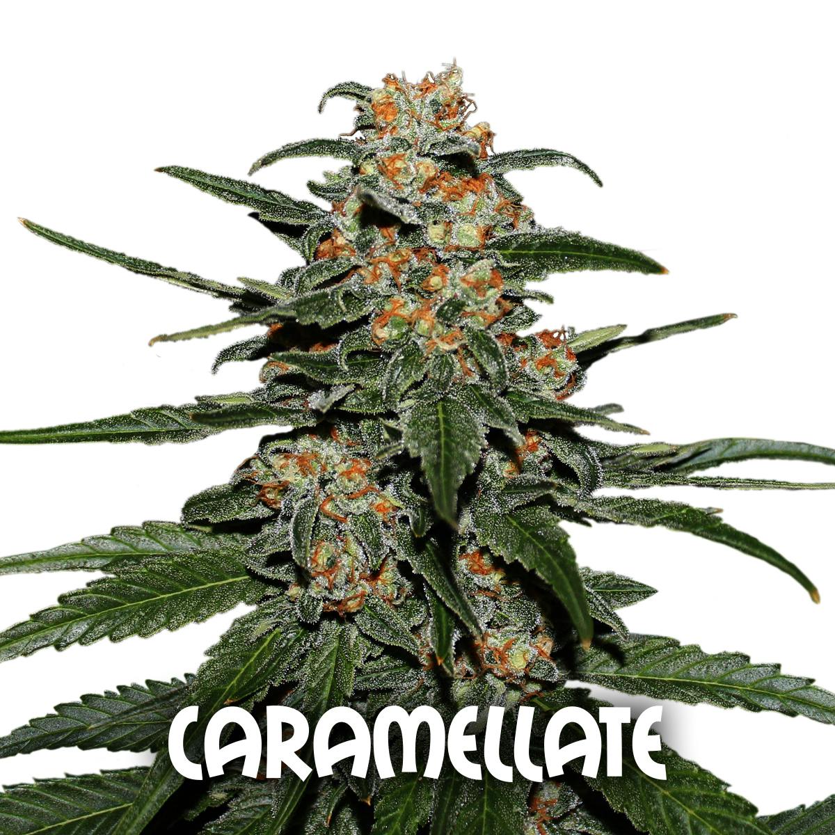 Gea Seeds - CARAMELLATE (Feminized) - 1