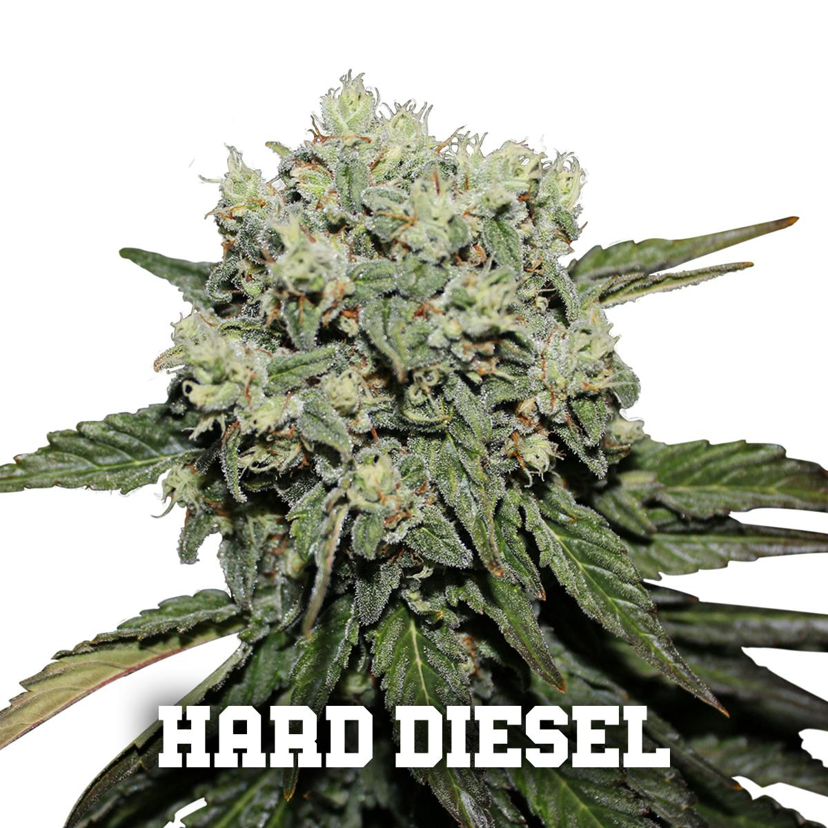 Gea Seeds - HARD DIESEL (Feminized) - 1