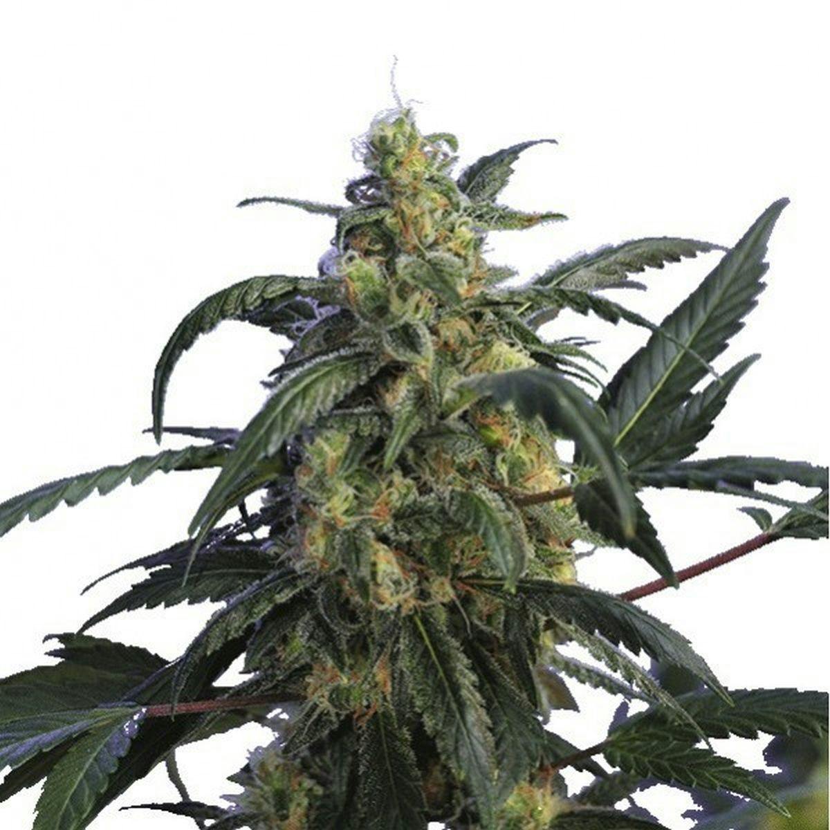 Hero Seeds - Alien Jack Motta - 1