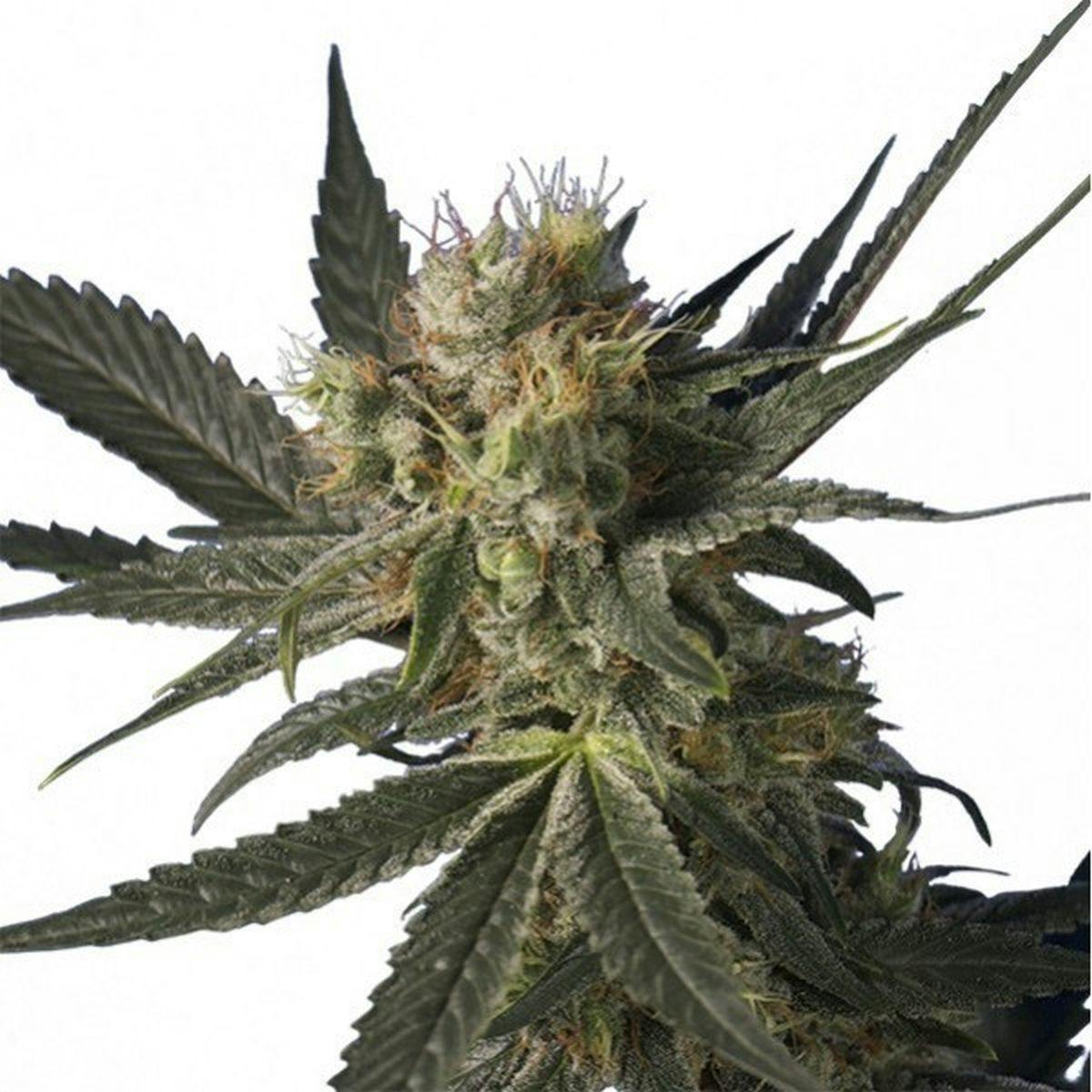 Hero Seeds - Blue Monster Holk - 1