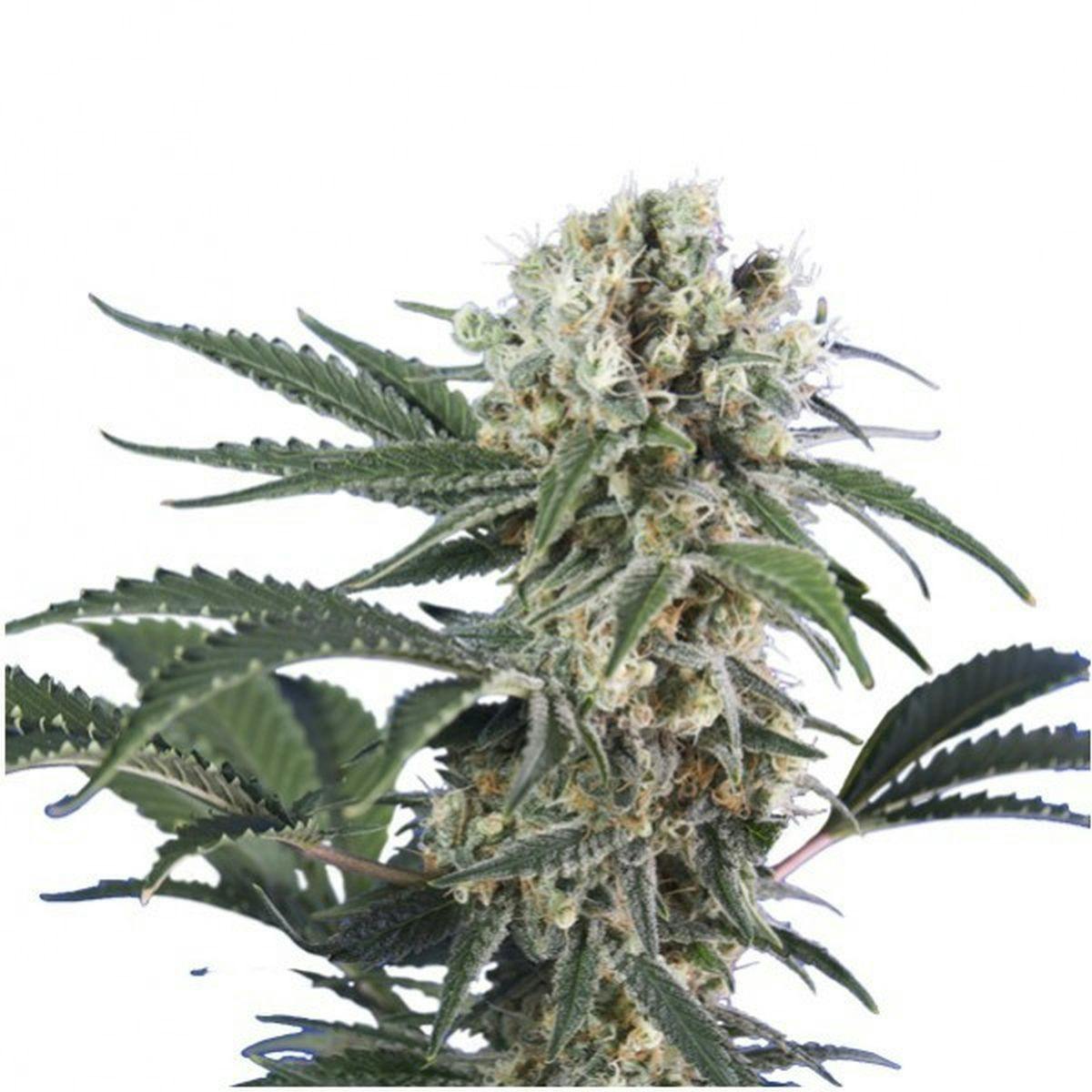 Hero Seeds - Wonder Black Domina - 1