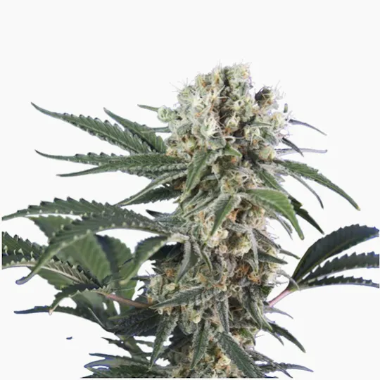 Hero Seeds - Wonder Black Domina - 1