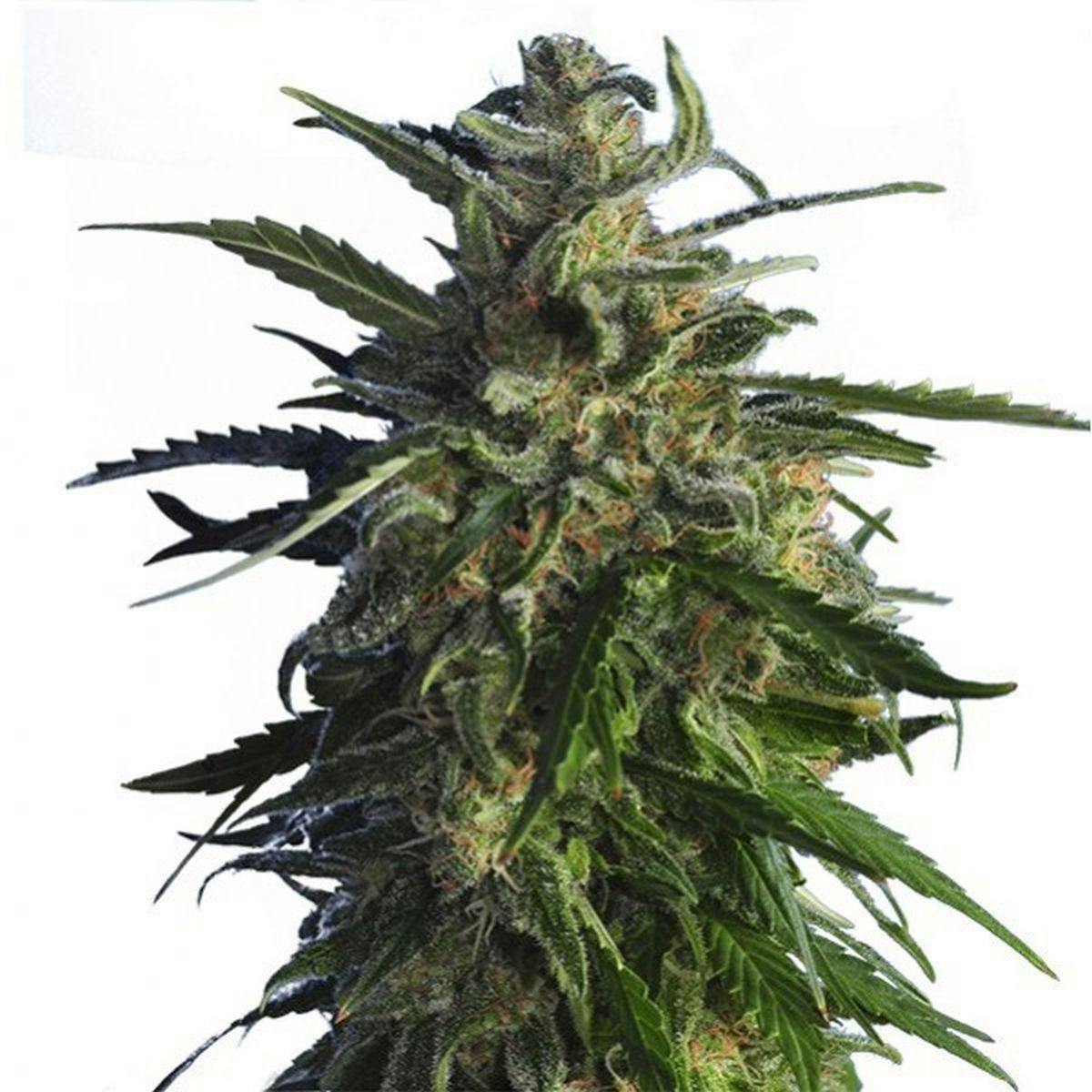Hero Seeds - Early Skunk - 1