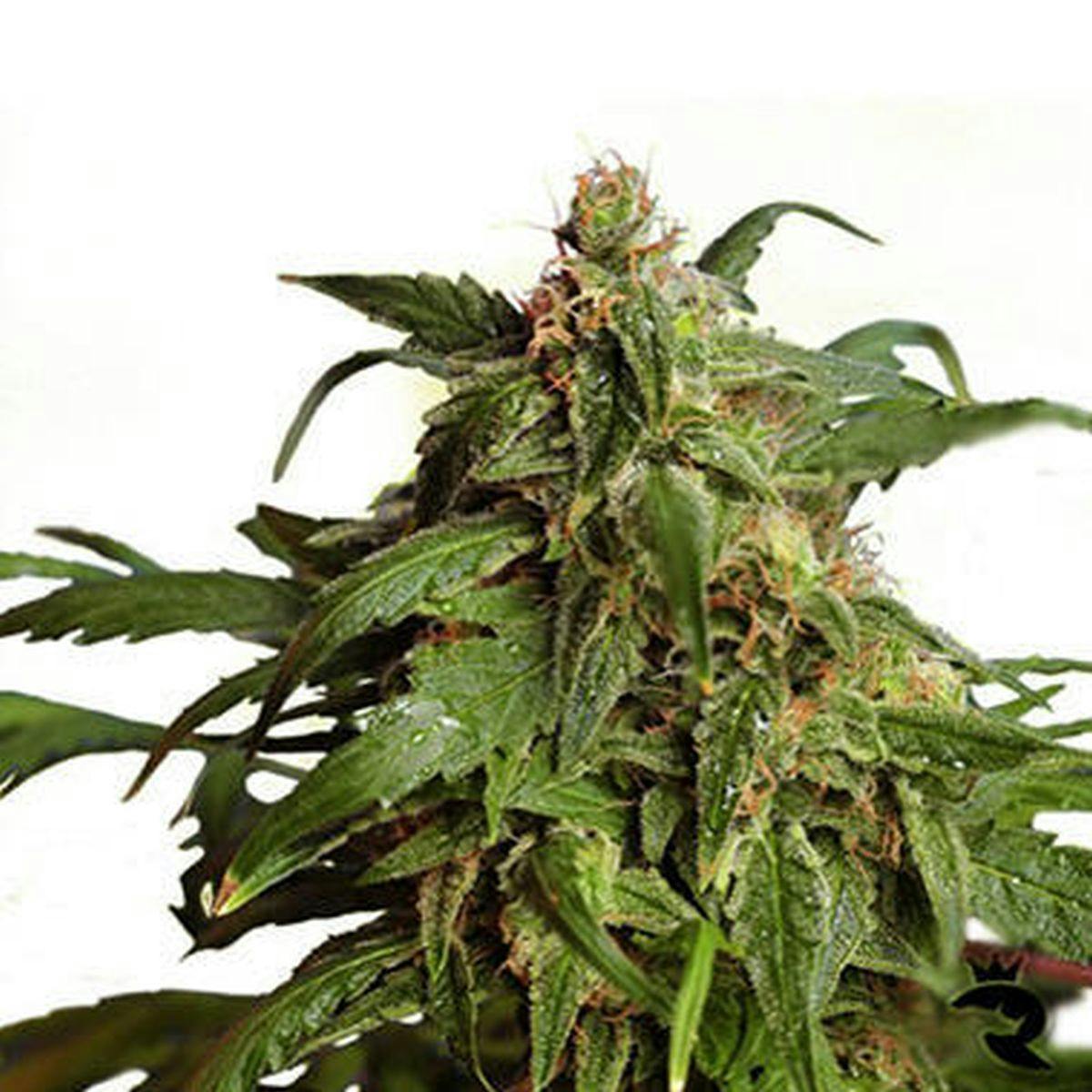 Hero Seeds - Zombi Rasta - 1