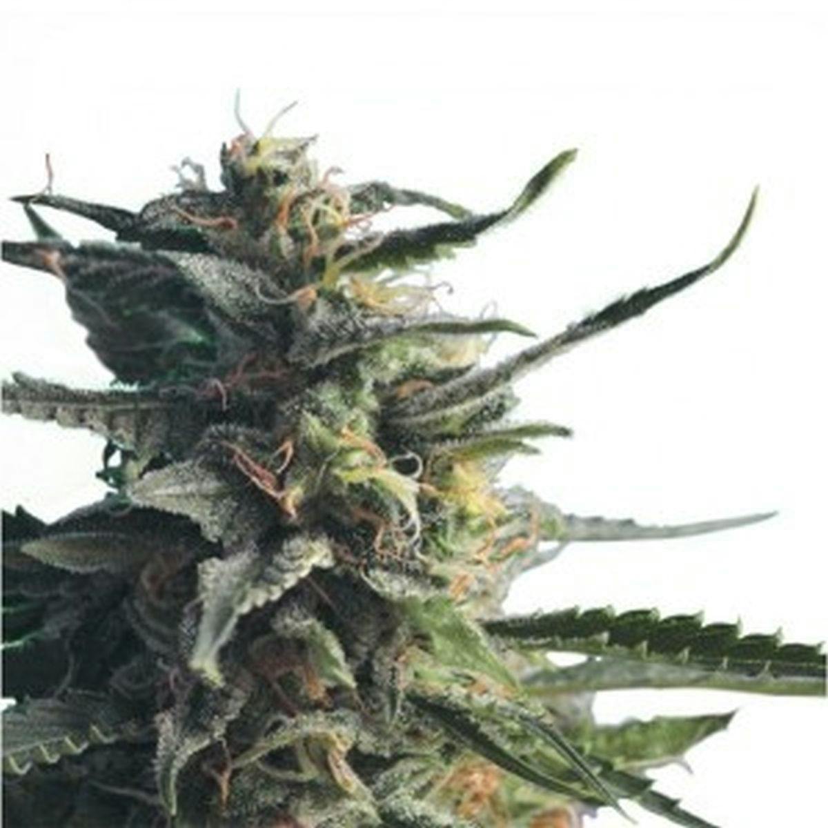 Hero Seeds - Diesel Girl - 1