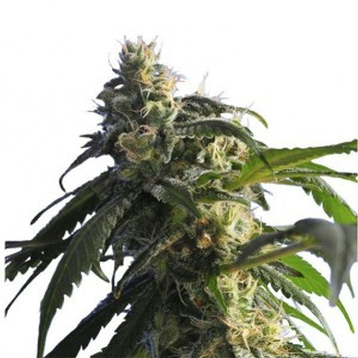 Hero Seeds - Green Shark - 1
