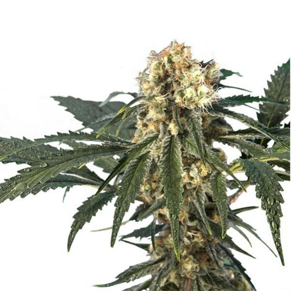 Hero Seeds - Iron Flow - 1