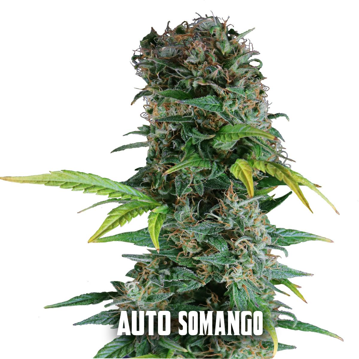 Gea Seeds - AUTO SOMANGO - 1