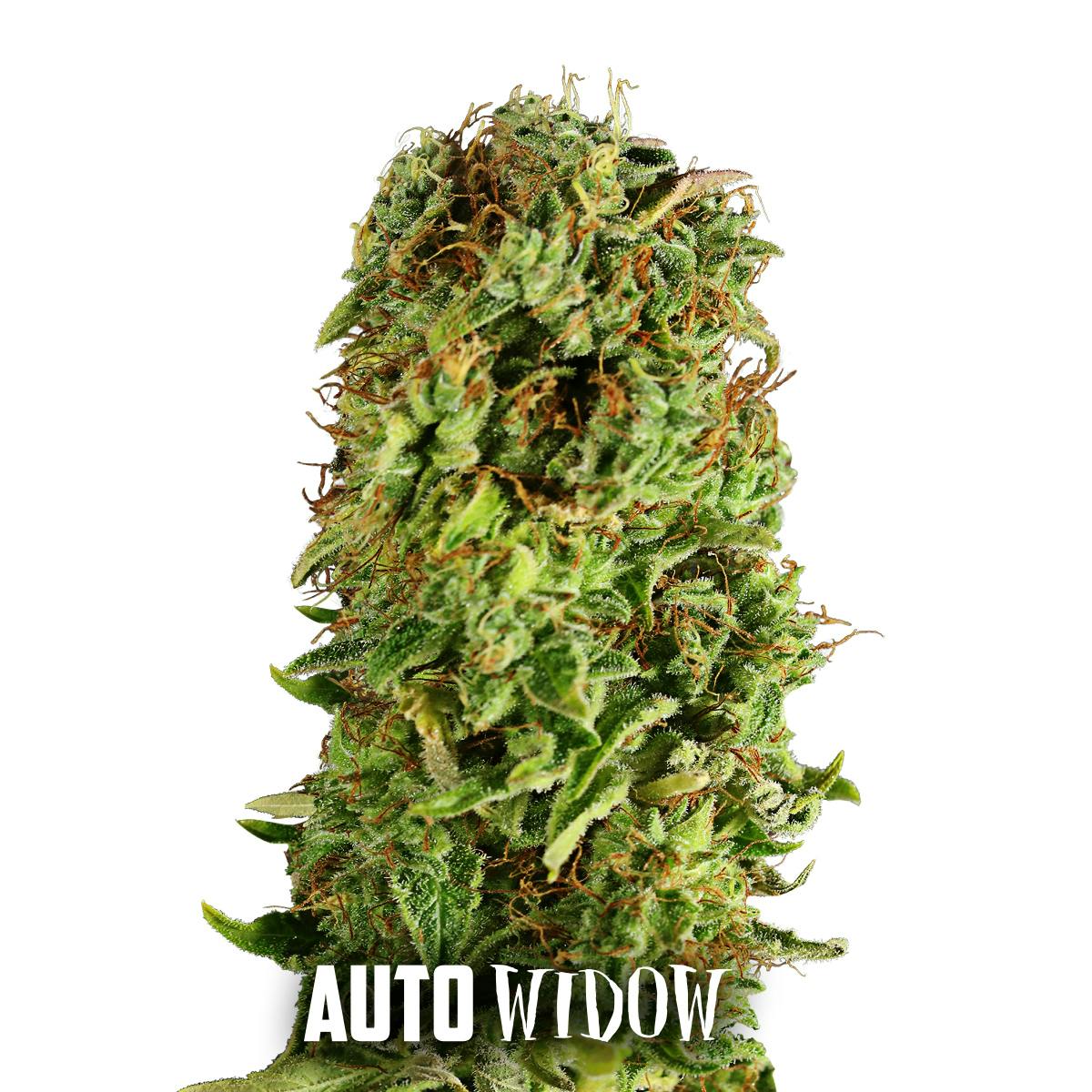 Gea Seeds - AUTO WIDOW - 1