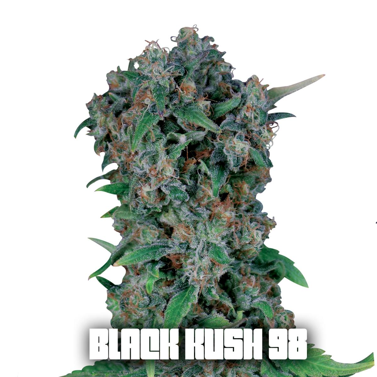 Gea Seeds - BLACK KUSH 98 (Feminized) - 1