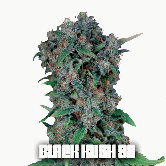 Gea Seeds - BLACK KUSH 98 (Feminized) - 1