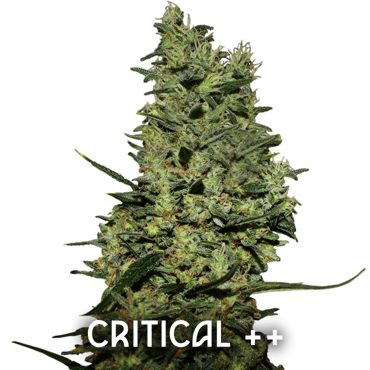 Gea Seeds - CRITICAL++ (Feminized) - 1