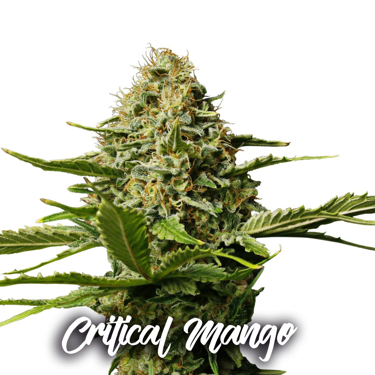 Gea Seeds - CRITICAL MANGO (Feminized) - 1