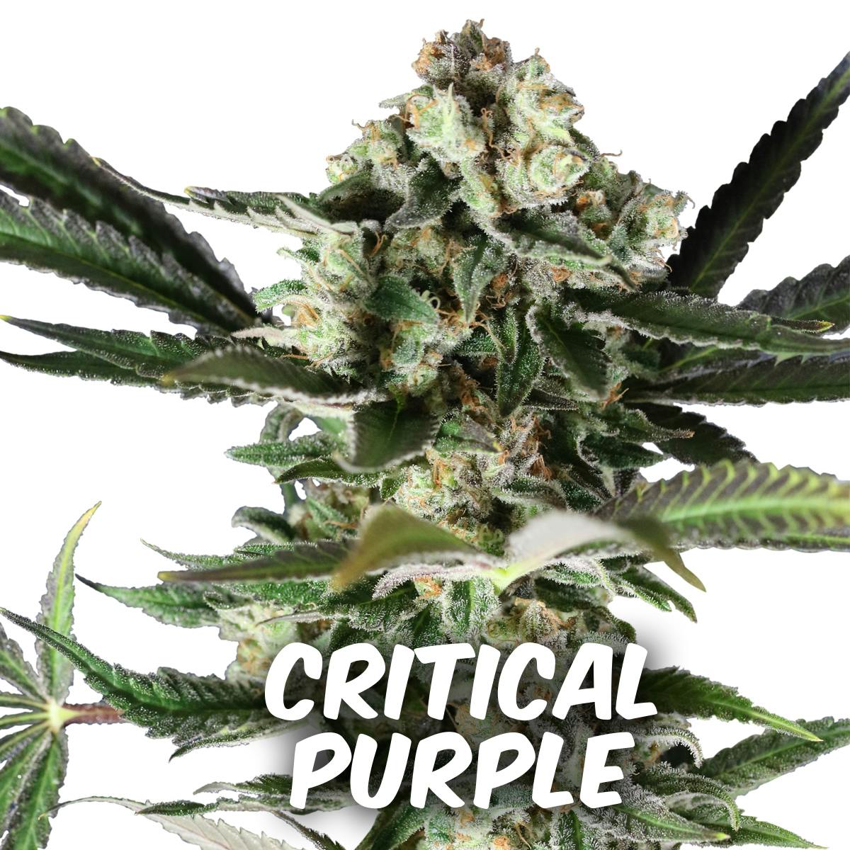 Gea Seeds - CRITICAL PURPLE - 1