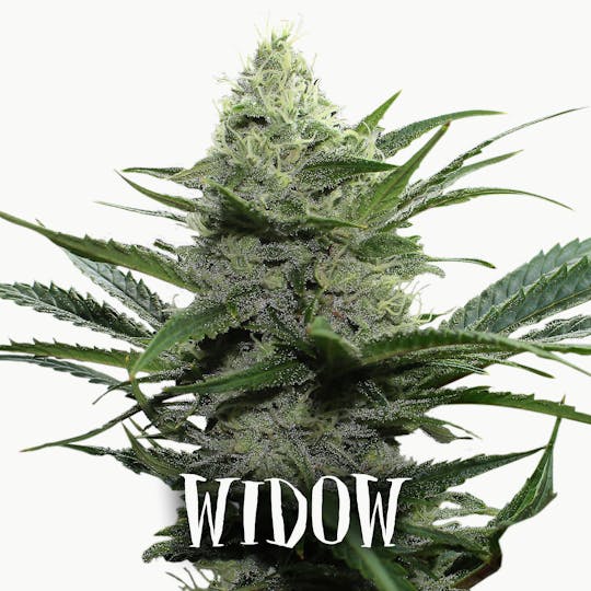 Gea Seeds - WIDOW (Feminized) - 1