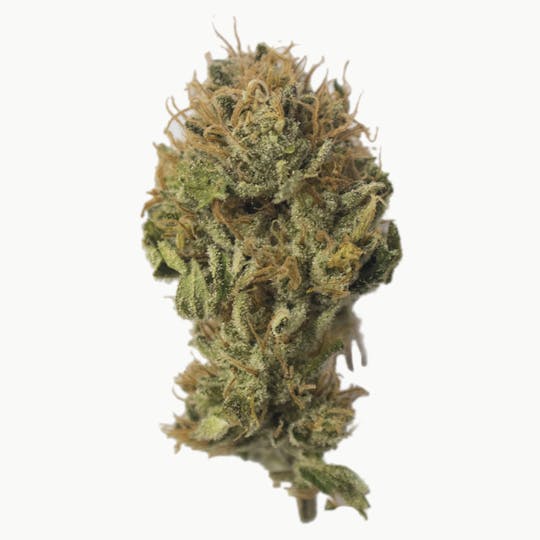 Aurora Blaze - Jack Herer - 1